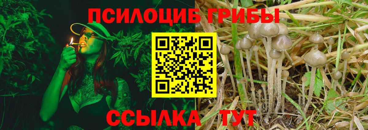 Псилоцибиновые грибы Psilocybe  Вход с VPN  Междуреченск 